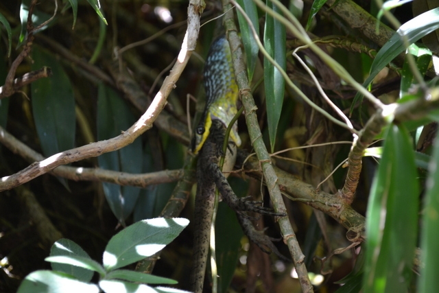 Dutch Australian - Snake eating a goanna