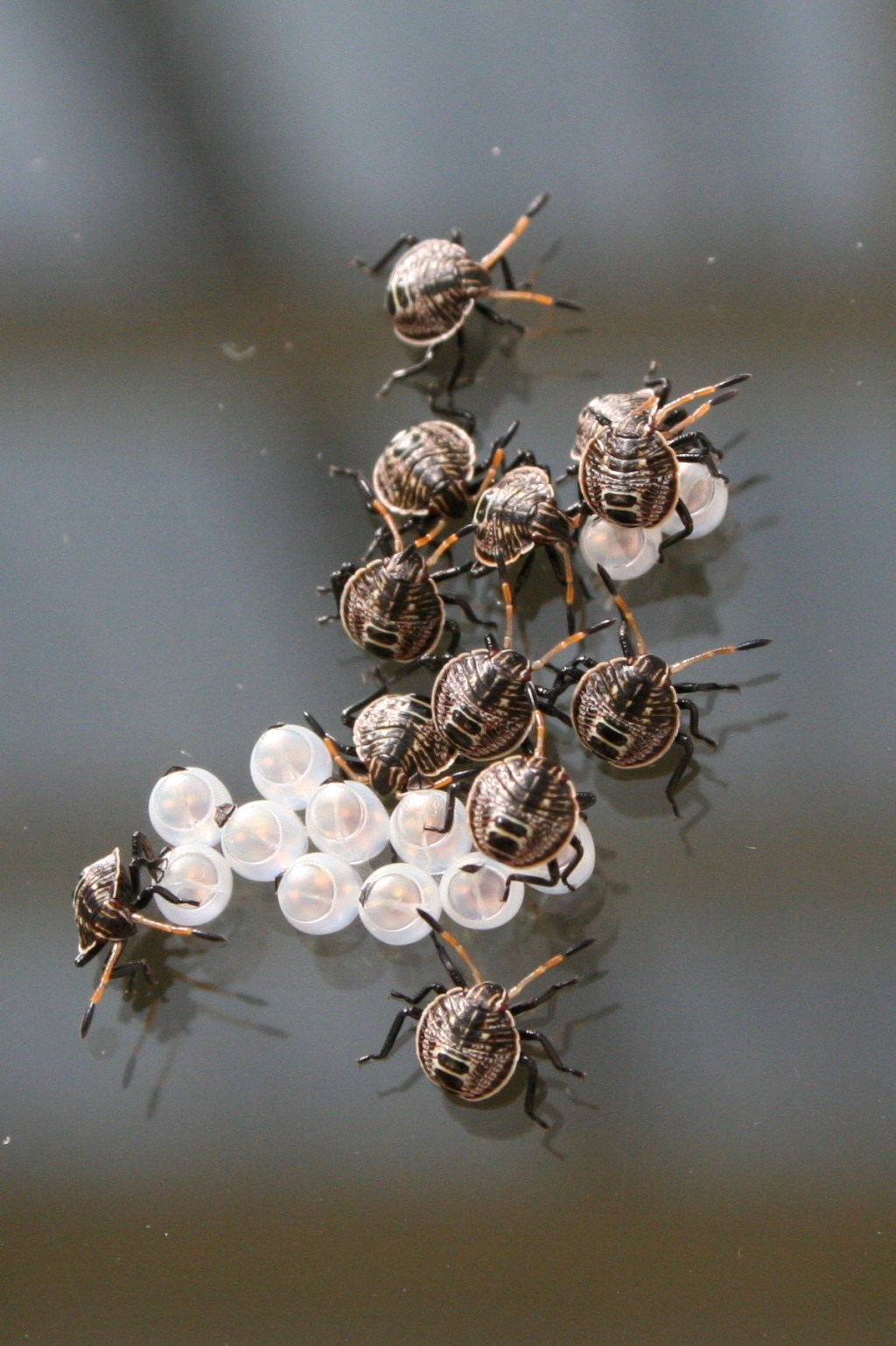 Bugs in Australia – Stink Bugs